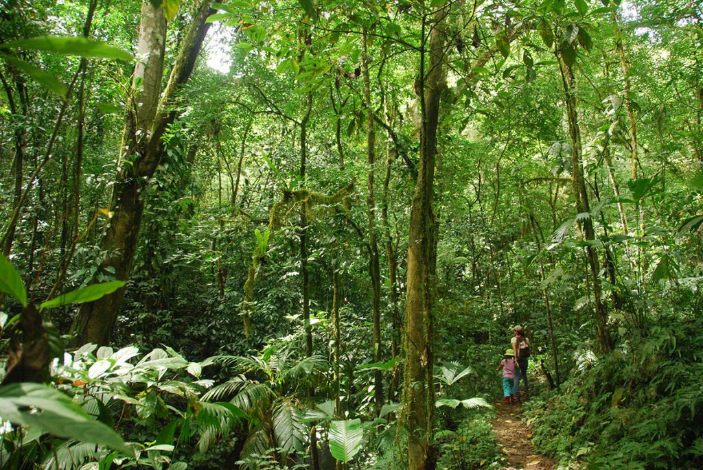 Toloa Local rainforest - Villas By Tekoa