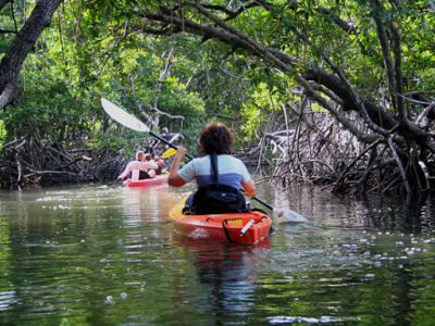 the mystic mangrove